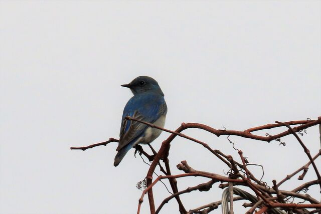 Mountain Bluebird