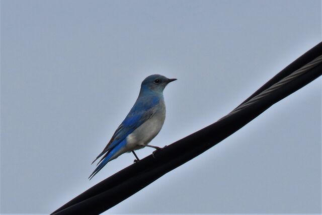 Mountain Bluebird