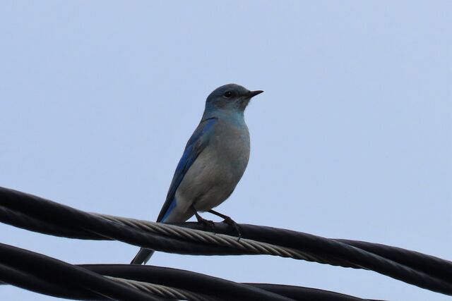 Mountain Bluebird