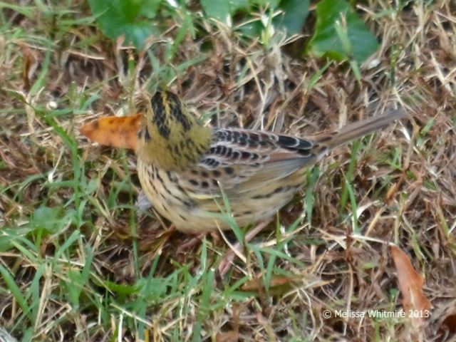 Henslow's Sparrow