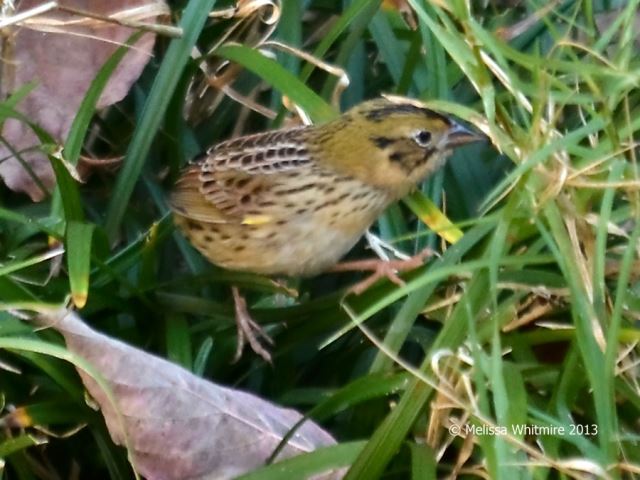 Henslow's Sparrow