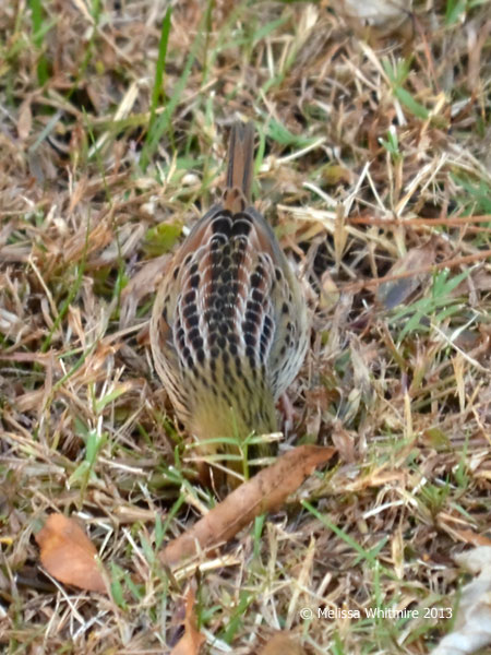 Henslow's Sparrow