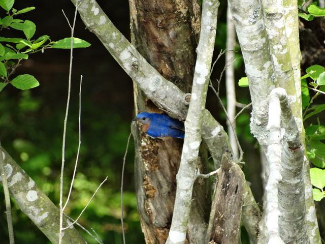 Eastern Bluebird