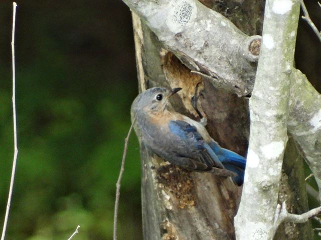 Eastern Bluebird