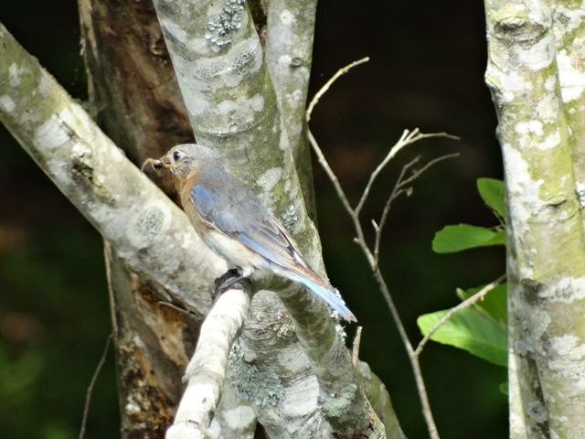 Eastern Bluebird