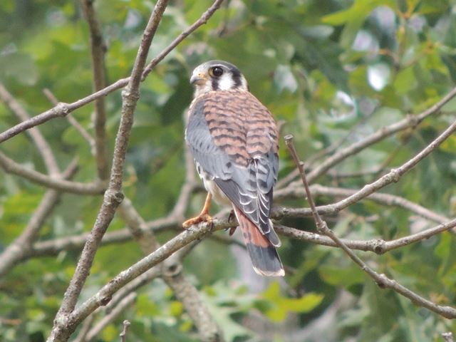 American Kestrel