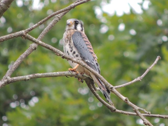 American Kestrel