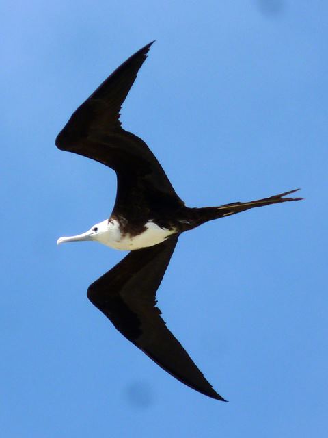 Magnificent Frigatebirds