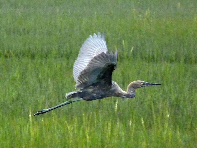 Reddish Egret