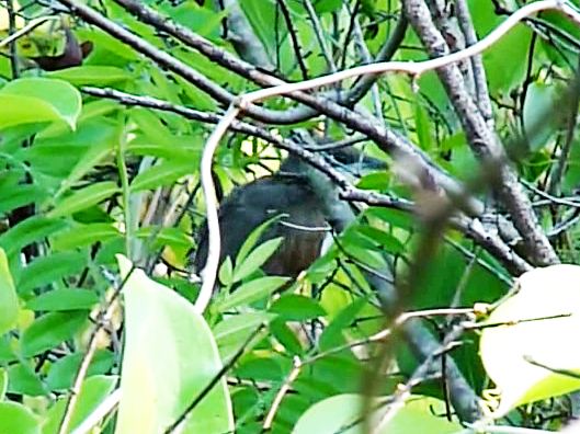 Black-billed Cuckoos