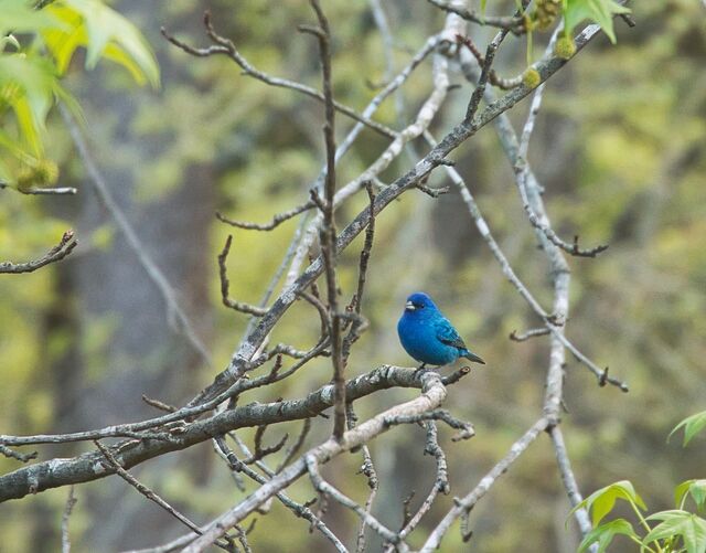 Indigo Bunting