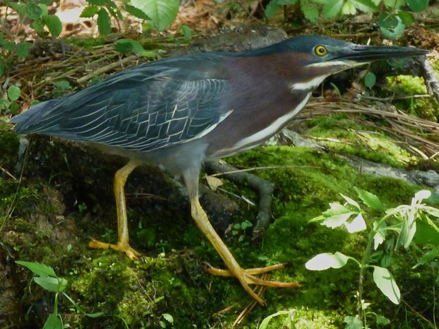 Green Heron