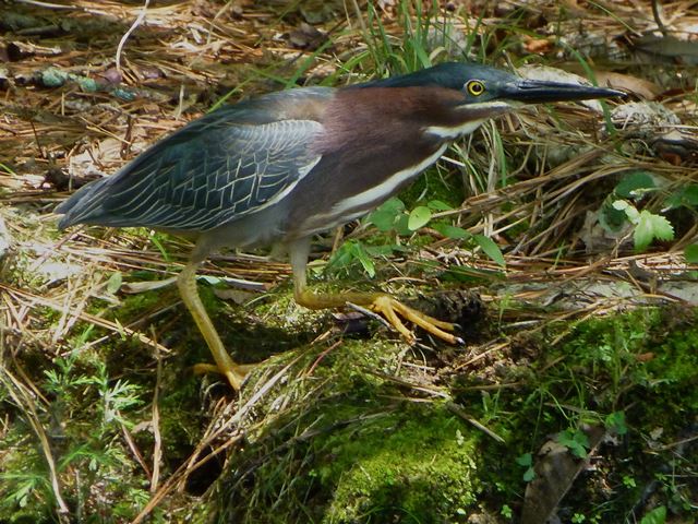 Green Heron