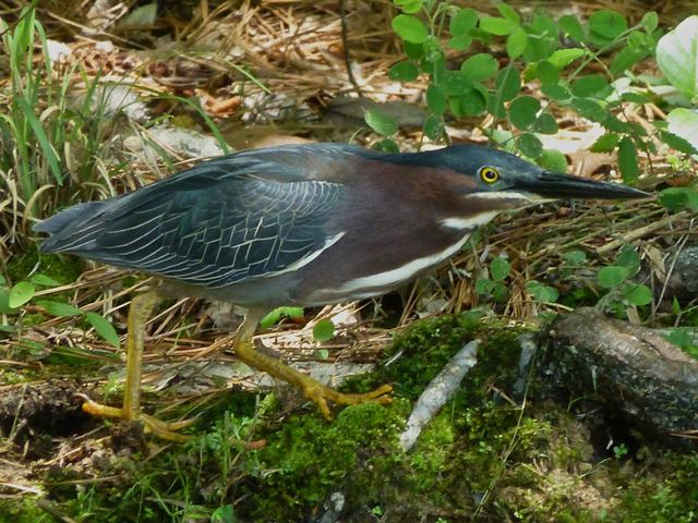 Green Heron