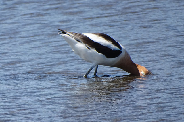 American Avocet