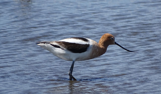 American Avocet