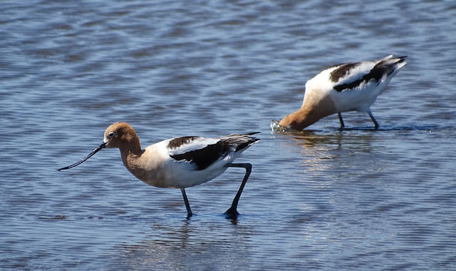 American Avocet