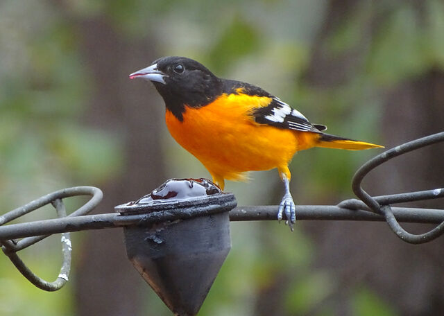 Baltimore Oriole - Bird Watching Academy