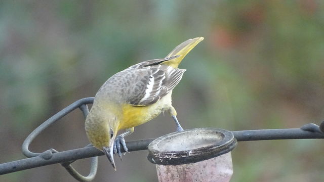 Baltimore Oriole