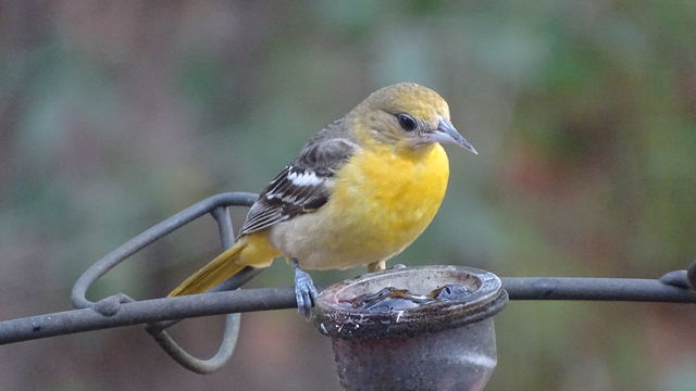 Baltimore Oriole