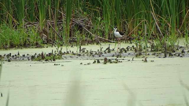 Black-necked Stilt