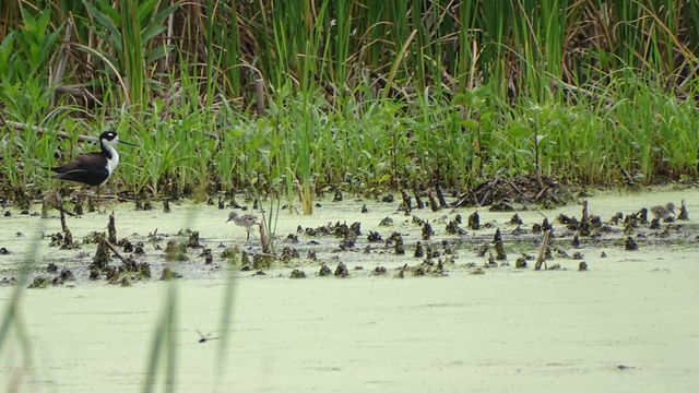 Black-necked Stilt