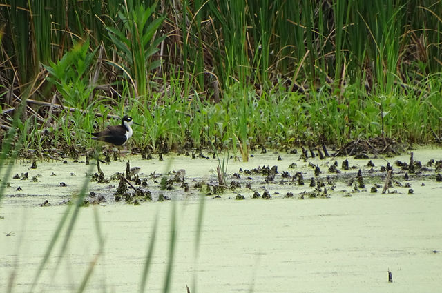 Black-necked Stilt