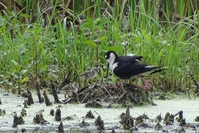 Black-necked Stilt