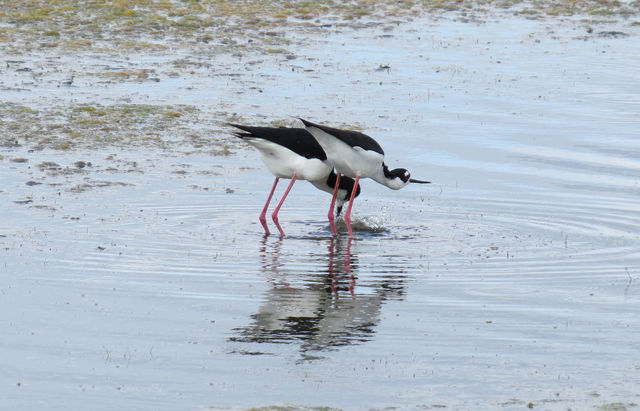 Black-necked Stilt