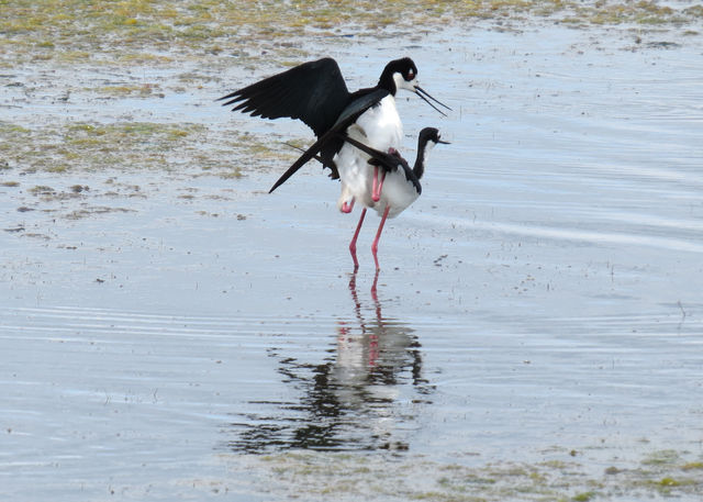 Black-necked Stilt