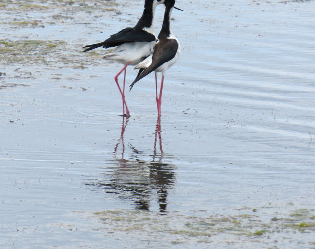 Black-necked Stilt