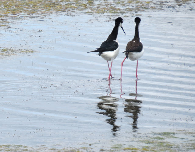 Black-necked Stilt