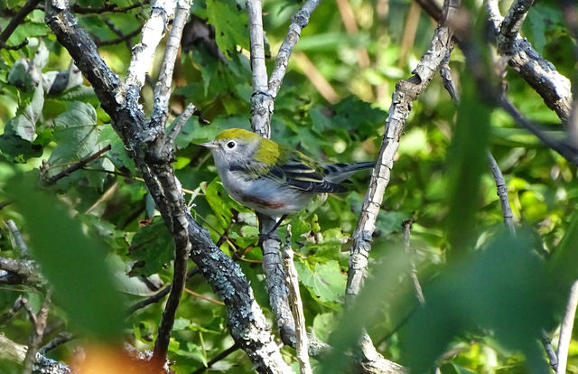 Chestnut-sided Warbler