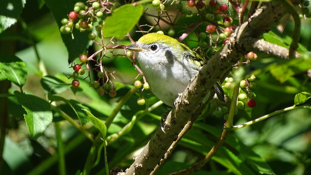 Chestnut-sided Warbler