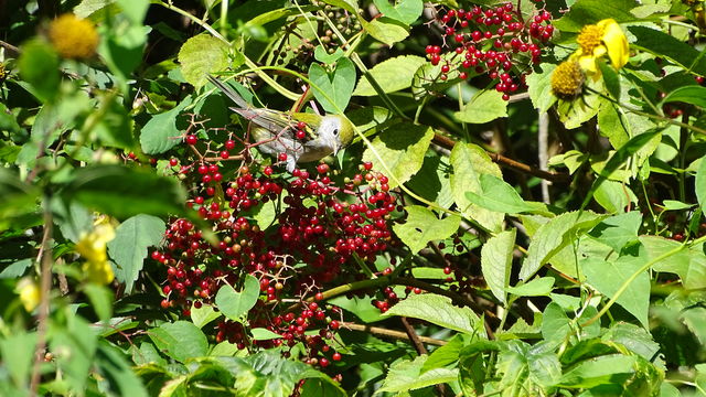 Chestnut-sided Warbler