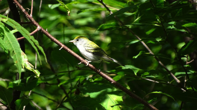 Chestnut-sided Warbler