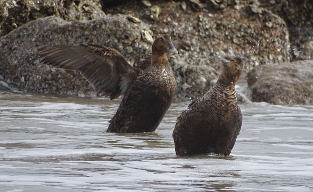 Common Eider