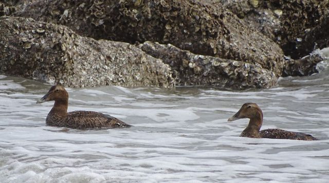 Common Eider