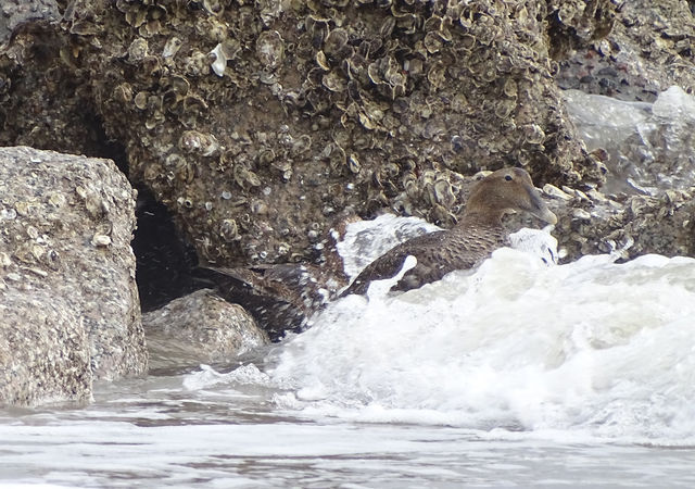 Common Eider