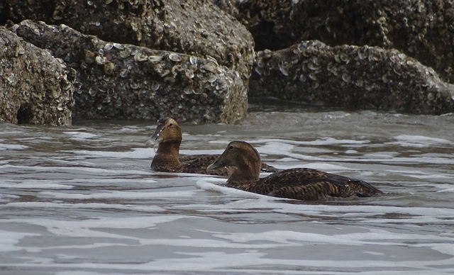 Common Eider