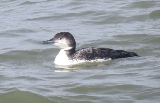 Common Loon