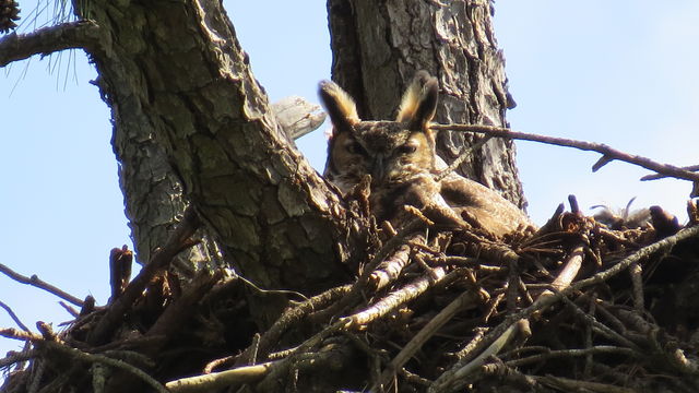 Great Horned Owl