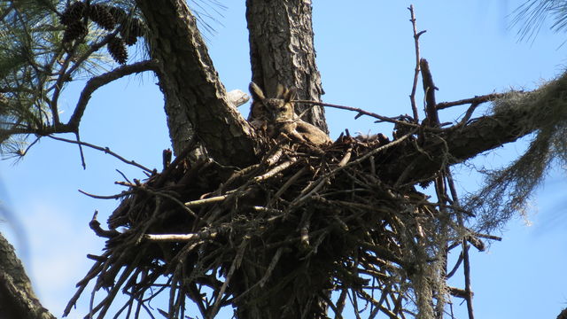 Great Horned Owl