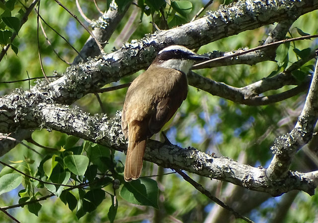 Great Kiskadee