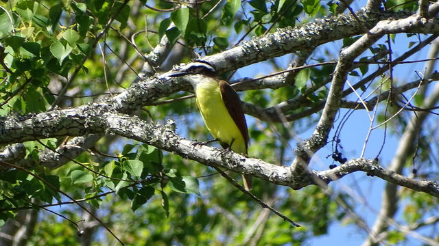 Great Kiskadee