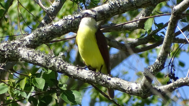 Great Kiskadee