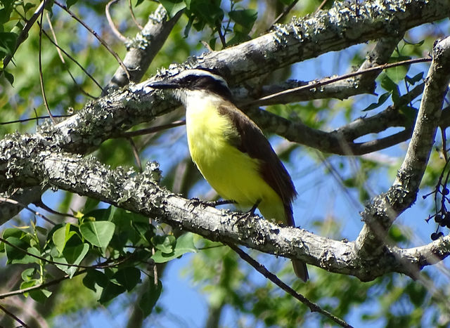 Great Kiskadee