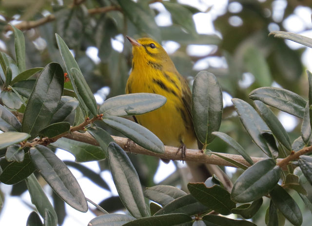 Prairie Warbler