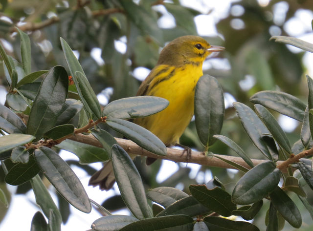 Prairie Warbler