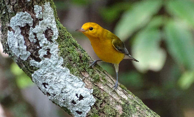 Prothonotary Warbler